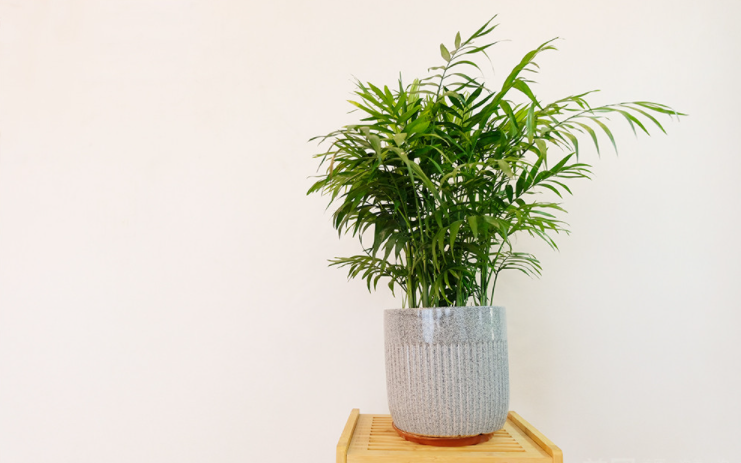 海珠区养生SPA会所